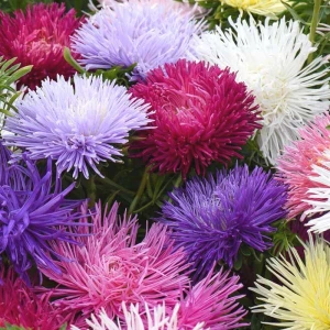 Seminte de flori Ochiul Boului - Aster Supreme, 0,7 g, Opal